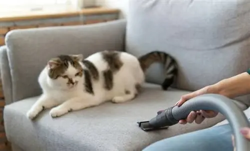 Организуйте работу по дому, когда у вас есть животные