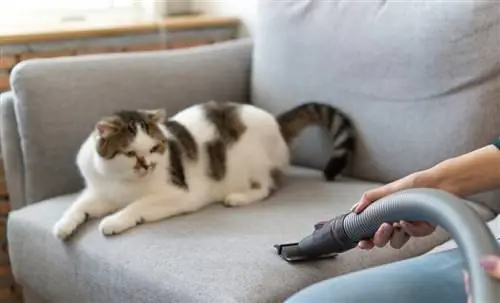 Организуйте уборку, когда у вас есть животные