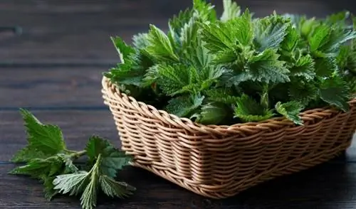 Использование крапивы дома и в саду