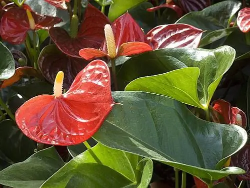 В лаборатории антуриум является одним из самых эффективных растений по поглощению аммиака, Jardinerie Ferme de Gally (78).