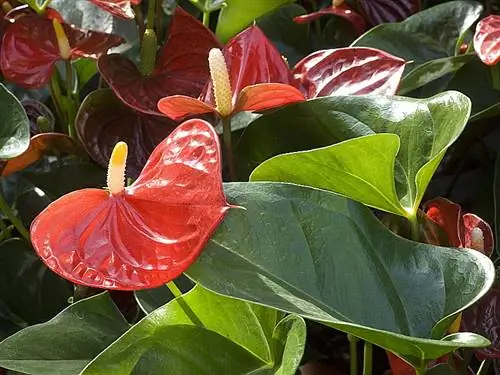 Что мы знаем об очистке воздуха в помещении растениями?