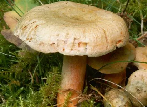 Ель молочница (Lactarius deterrimus)