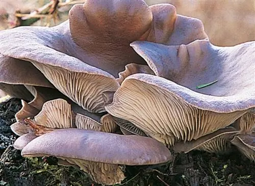 Вешенка вешенчатая (Pleurotus ostreatus)