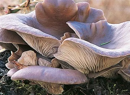 Вешенка вешенка (Pleurotus ostreatus)