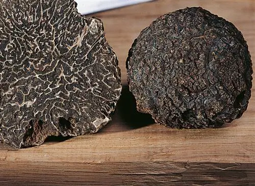 Перигорский трюфель (Tuber melanosporum)