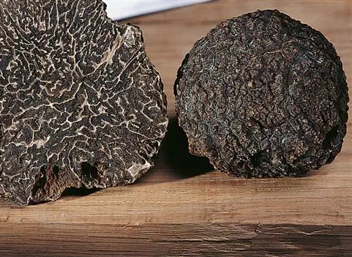 Перигорский трюфель (Tuber melanosporum)