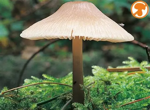 Грибы: мицена шлемовидная (Mycena galericulata)