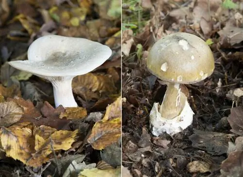 clitocybe nebularis - ammanita phalloides - ядовитые грибы.