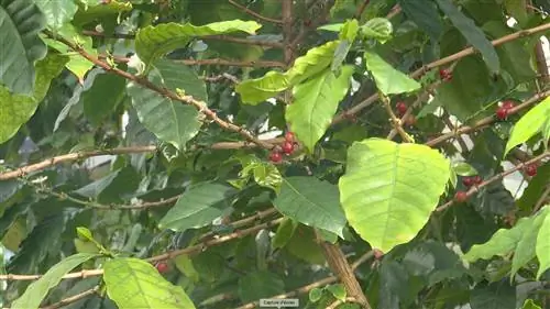 Как прорастить семена какао и кофе?