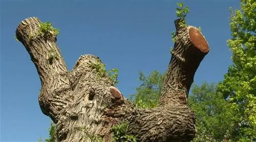 Как сделать натуральную замазку для лечения деревьев?