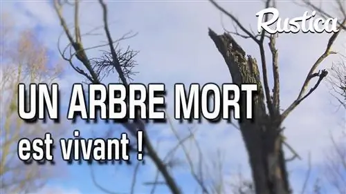 Зачем держать в саду мертвое дерево?