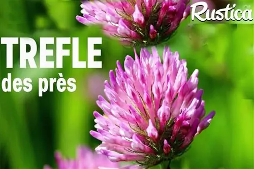 Содержание клевера красного (Trifolium pratense) в саду