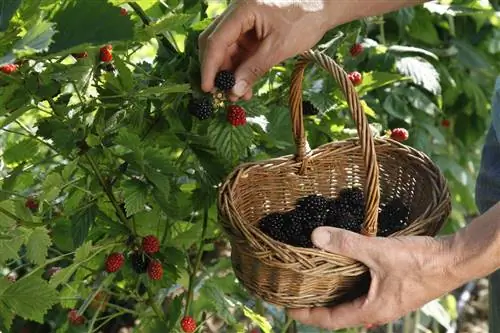 Какой смысл в ежевике и вьющихся растениях в саду?