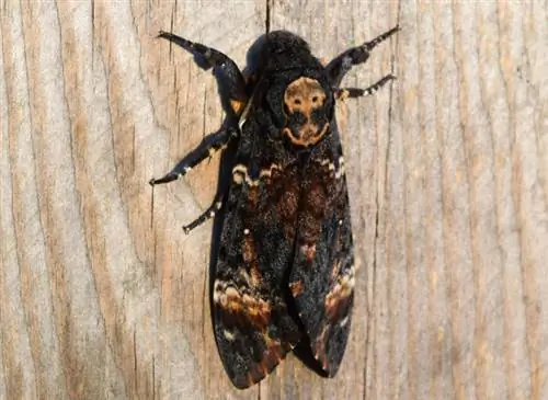 Бражник мертвая голова (Acherontia atropos)