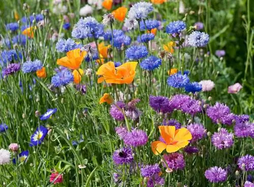 Биоразнообразие: сохраним дикую пустошь в своем саду
