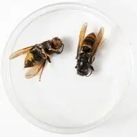 Азиатские шершни или желтоногие шершни, Vespa velutina nigrithorax