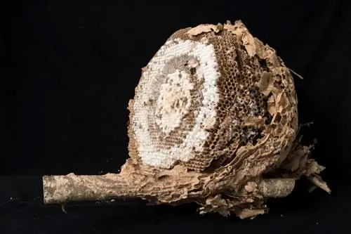 Взрослое гнездо азиатского шершня обычно имеет диаметр от 40 до 60 см и содержит 5 или 6 открытых внизу ячеек.