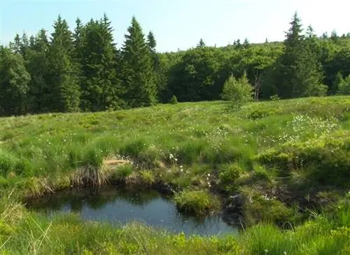 Торфяники: хрупкий биотоп, который нужно сохранить