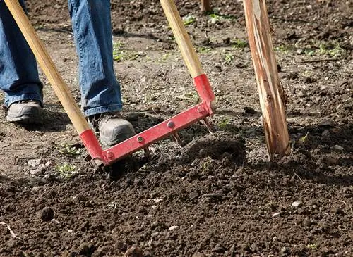 Почвенная жизнь: живые организмы, населяющие ее