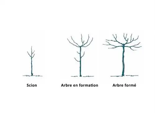 Этап жизни дерева до его формирования