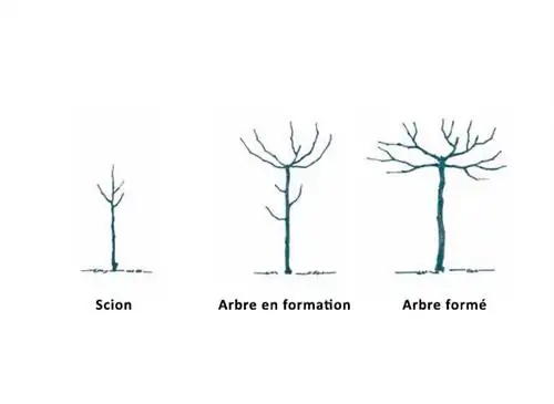 Огород-сад: правильный уход за плодовыми деревьями