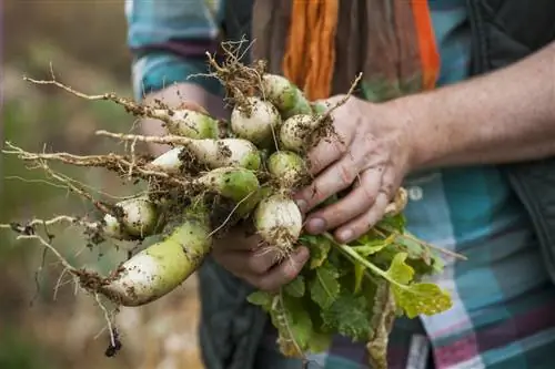 Видео: советы перед началом пермакультуры