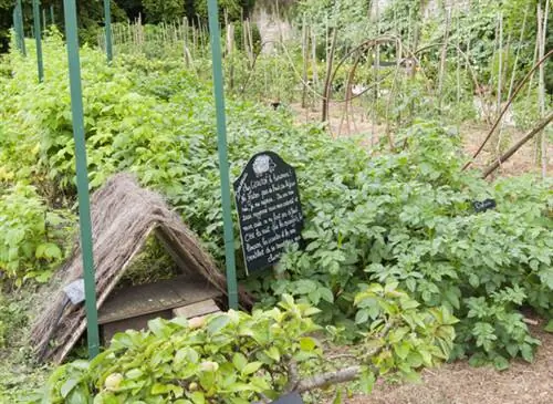 Ежик укрывается посреди огорода.