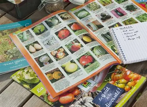 Советы по выбору органических семян овощей