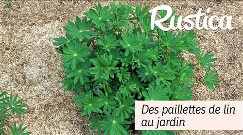 Мульчирование в саду: преимущества льняной соломы