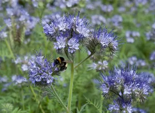 Как успешно вырастить фацелию