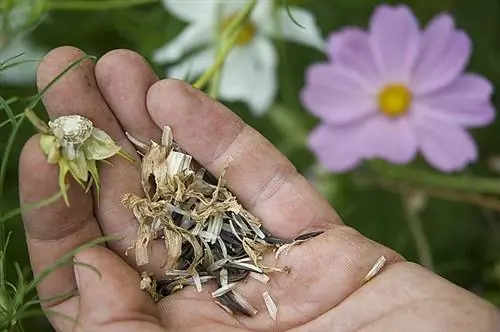 Как выращивать органические семена в саду