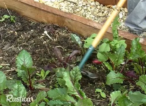 Уничтожаем сорняки на огороде: натуральные методы