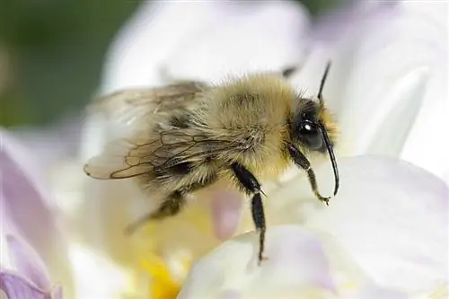 Пчела на цветке георгина