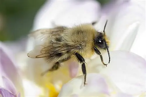 Глупости о природе, которые взрослые рассказывают детям