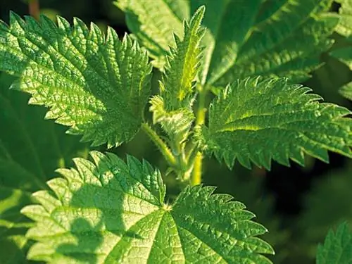 Ухаживайте за органическими продуктами в саду. Крапивная мацерация