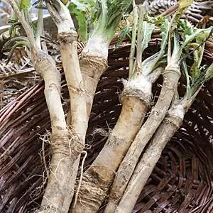 Ухаживайте за органическими продуктами в саду. Настой хрена