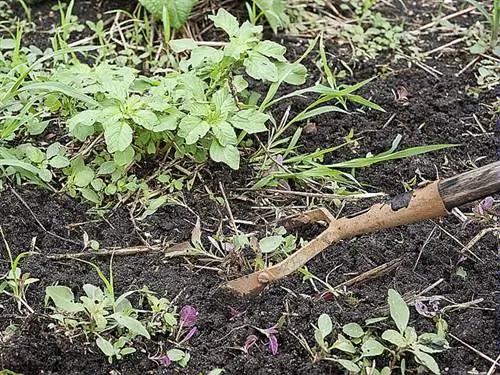 Как сделать ложный саженец для борьбы с сорняками