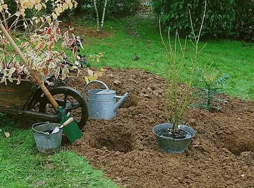 Посадка кустарников