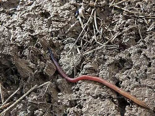 Защита от дождевых червей на огороде