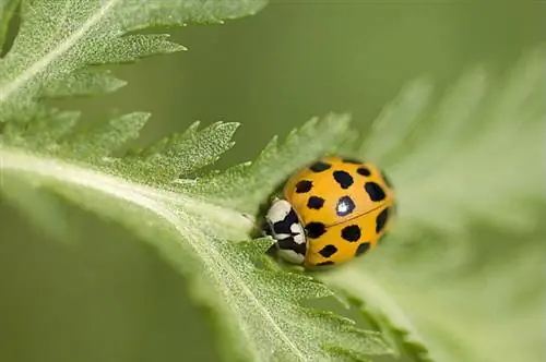 Азиатская божья коровка Harmonia axydris