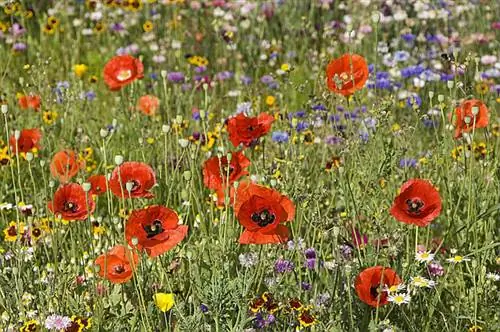 Цветочная поляна с маками (Papaver rhoeas)