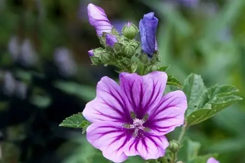 Мальва мальва деревянная (Malva sylvestris)