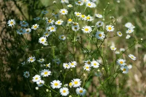 Ромашка ромашка (Matricaria recutita)