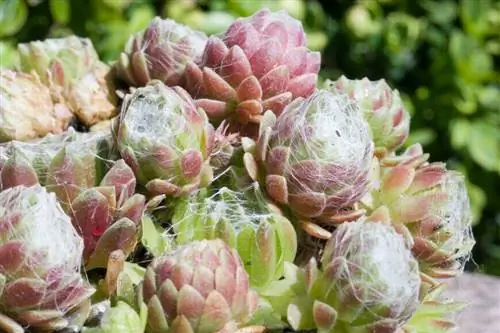 Хауслик Sempervivum arachnoideum Хауслик Sempervivum arachnoideum