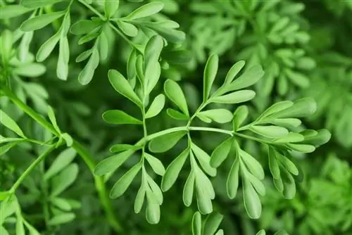 Rue officinale: эстетична и ароматна