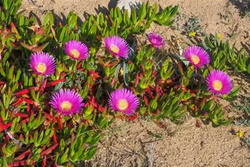 дикий морской инжир (Carpobrotus Chilensis)