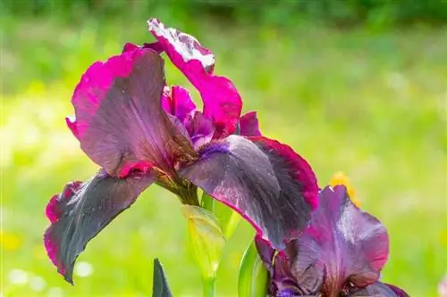 Ирис большой бородатый, Ирис садовый (Iris germanica)