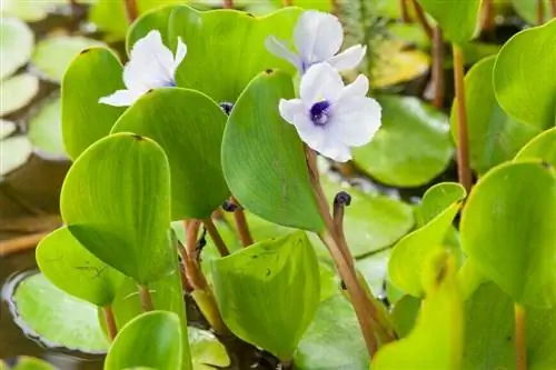 Лазурный водяной гиацинт (Eichhornia azurea)