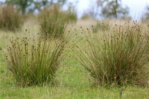 Juncus effusus