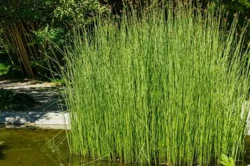 Schoenoplectus lacustris